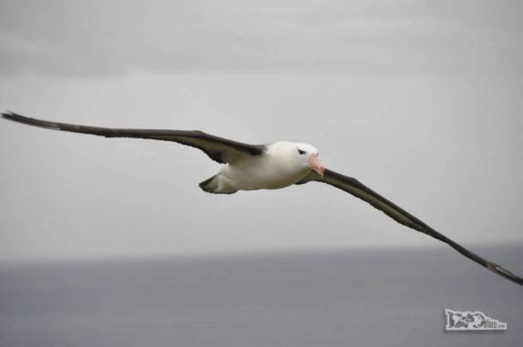 Um dos pássaros com maior envergadura de asas do mundo, um albatroz-de-sobrancelha voa sobre sua colônia, em Steeple Jason, no noroeste das Ilhas Malvinas